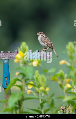 Feldspatz, auf Sitzwarte im Garten, alte Harke fährt herum in ein Blumenbeet gesteckt dient als Aussichtspunkt, Feld-Spatz, Feldsperling, Feld-Sper Stockfoto