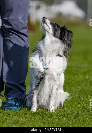 Vertikale Aufnahme eines Papillon-Spitz Mischlingshundes, der auf dem grünen Gras sitzt und seinen Besitzer anschaut Stockfoto