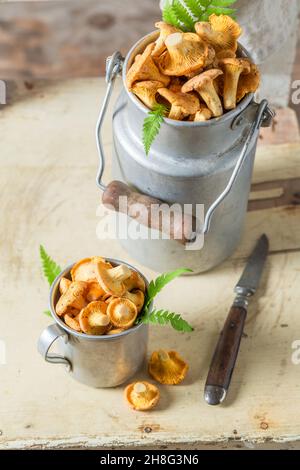 Frisch gepflückte, wilde Pfifferlinge. Edle und gelbe Pilze. Rustikale Küche. Stockfoto