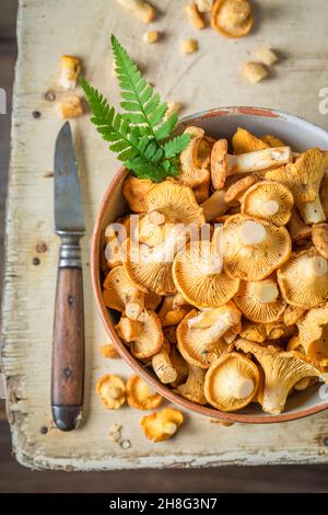 Essbare Pfifferlinge frisch gepflückt. Edle und gelbe Pilze. Rustikale Küche. Stockfoto