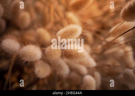 Nahaufnahme einer goldfarbenen getrockneten Grasblume auf einem goldfarbenen, unscharfen Hintergrund. Stockfoto