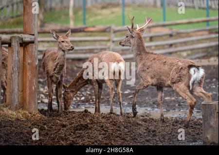 Hirsche fressen Heu, eine Gruppe Hirsche in einem Zoo, ein Zoo in der Ukraine. Stockfoto