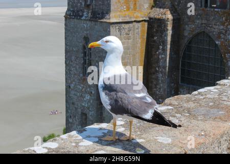 Möwe sitzt auf einer alten Steinmauer am Mont Saint Michel, Frankreich. Gruppe von Touristen unten am Strand. Stockfoto