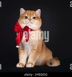 Ausgezeichnete goldbeschattete britische Kurzhaar-Katze Kätzchen, sitzend nach vorne. Trägt eine rote Samtschleife. Blick direkt auf die Kamera. Isoliert auf einem Stockfoto