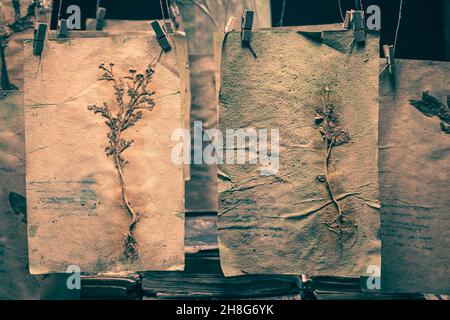 Gruselige Kräuterwerkstatt mit Blumen und getrockneten Kräutern für Halloween. Hintergrund für halloween. Stockfoto