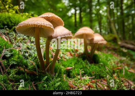 Wildpilze auf Moos im Wald. Tierwelt in Polen, Europa Stockfoto