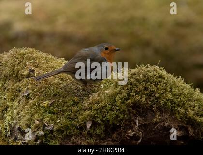 Robin (Erithacus rubecula), in Waldlandschaft, Dumfries, SW Schottland Stockfoto