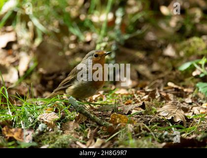 Robin (Erithacus rubecula), in Waldlandschaft, Dumfries, SW Schottland Stockfoto