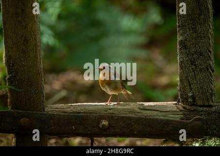 Robin (Erithacus rubecula), in Waldlandschaft, Dumfries, SW Schottland Stockfoto