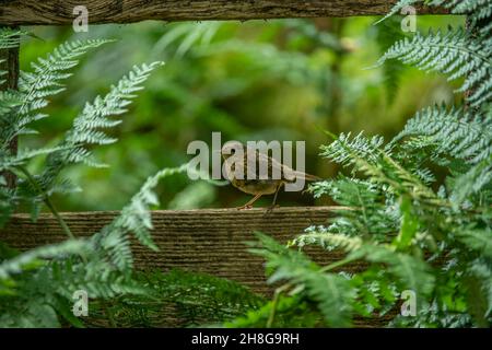 Robin (Erithacus rubecula), Jungtier in Waldlandschaft, Dumfries, SW Schottland Stockfoto