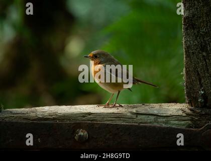 Robin (Erithacus rubecula), in Waldlandschaft, Dumfries, SW Schottland Stockfoto