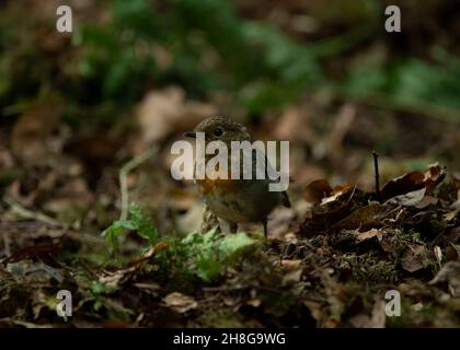 Robin (Erithacus rubecula), Jungtier in Waldlandschaft, Dumfries, SW Schottland Stockfoto