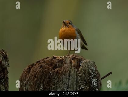 Robin (Erithacus rubecula), in Waldlandschaft, Dumfries, SW Schottland Stockfoto