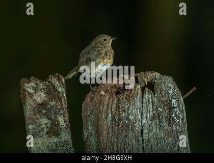 Robin (Erithacus rubecula), in Waldlandschaft, Dumfries, SW Schottland Stockfoto