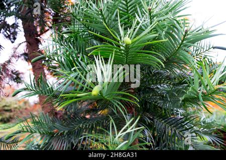 Nahaufnahme von Wollemi Kiefernästen und grünen Zapfen Samen in Kew Gardens Surrey London England Großbritannien November 2021 KATHY DEWITT Stockfoto