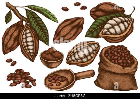 Vektor-Set von handgezeichneten farbigen Kakaobohnen, Kakao Stock Vektor