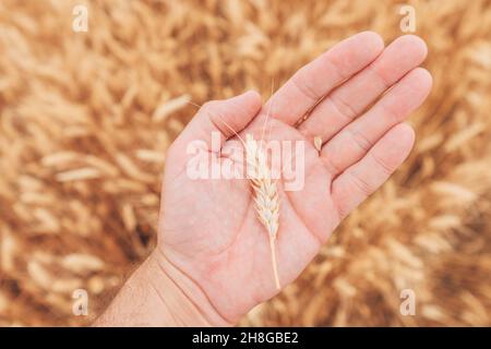 Landwirt überprüft die Entwicklung von Getreide in reifenden Weizenpflanzen-Ohren auf dem Feld, Nahaufnahme der männlichen Hand mit selektivem Fokus Stockfoto