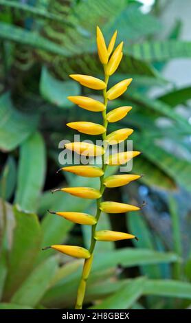 Gelbe Bromelienblüte (Vriesea saundersii) im tropischen Garten Stockfoto