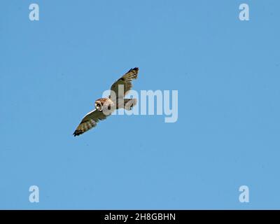 Die Kurzohreule (ASIO flammeus) gleitet mit ausgestreckten Flügeln, während sie auf dem Festland, Orkney, Schottland, Großbritannien, nach Wühlmäusen jagt Stockfoto