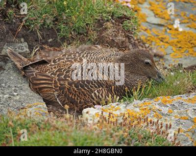 Einzelne weibliche Eiderente, St. Cuthberts Ente oder Cuddy-Ente (Somateria mollissima) sitzen eng auf dem Nest zwischen Felsen - Festland Orkney, Schottland, Großbritannien Stockfoto