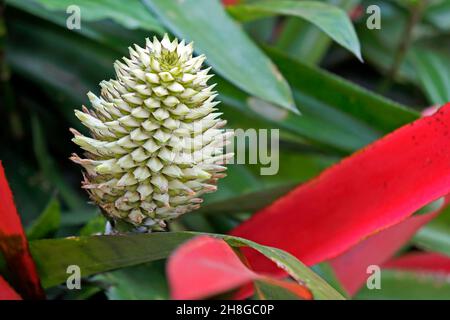 Bromelienblüte (Aechmea pectinata) im Tropenwald, Rio Stockfoto