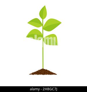 Sprout botanische Vektor-Illustration, isoliert auf einem weißen Hintergrund EPS 10 Stock Vektor
