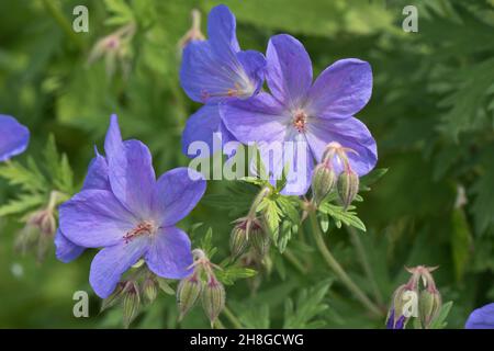 Geranium 'Johnson's Blue' (Geranium x johnsonii) blüht blau und tief geschnittene, seztierte Blätter auf einer mehrjährigen Gartenpflanze, in der Laubbbblätterei, im Juni Stockfoto