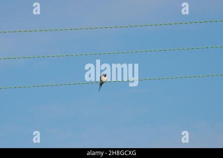 Eine einzige Schwalbe (Hirundo rustica) kam gerade nach der Migration an. Warten auf Stromleitungen für seinen Partner, bevor sie in einer nahegelegenen Scheune, in der Nähe von Bekshire, nisten Stockfoto