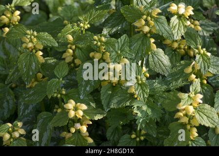 Gelber Erzengel (Lamium galeobdolon) blüht mit leicht gefärbten Blättern (X variegatum), eine naturulisierte Gartenpflanze und Unkraut, April Stockfoto