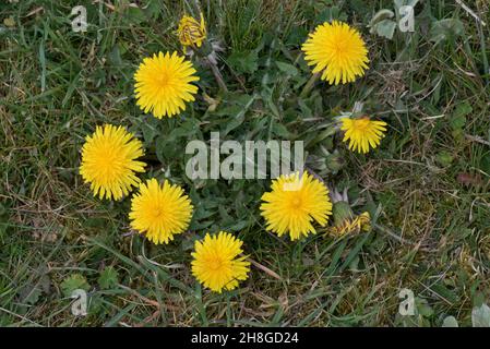 Stunted Löwinenblattrosette (Taraxacum officinale) und gelbe Blüten in kurzen mounten Grasland, in der Stadt, im April Stockfoto