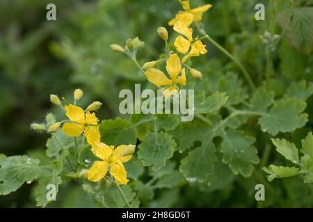 Größere Zellandine (Chelidonium majus) Blüten, Knospen und Blätter der mehrjährigen krautigen Pflanze nach Regen, berkshhire, Mai Stockfoto