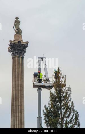 Der Trafalgar Square Weihnachtsbaum London UK Dienstag 30 November 2021 der Trafalgar Square Weihnachtsbaum, der von der Stadt Oslo als Zeichen der norwegischen Dankbarkeit an die Menschen in London für ihre Hilfe in den Jahren 1940-1945, Die letzten Feinheiten vor der Beleuchtung an diesem Donnerstag, dem 2. Dezember 2021, wurden von Paul Quezada-Neiman/Alamy Live News durchlebt Stockfoto