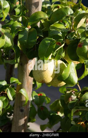 Reife helene-Birnen hängen an den Zweigen eines Zwergbirnenbaums Stockfoto