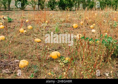 Typisch steirisches Kürbisfeld im Herbst, Österreich oder der Slowakei Stockfoto