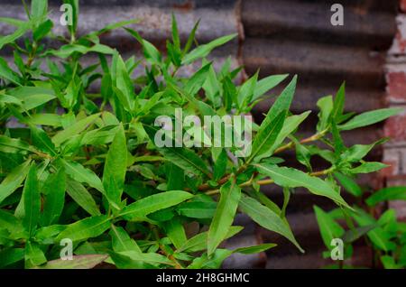 Grünes Süßwasser Spinat, Hygrophila auriculata, Ridge Gourd Blume Stockfoto