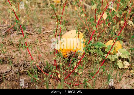 Typisch steirisches Kürbisfeld im Herbst, Österreich oder der Slowakei Stockfoto