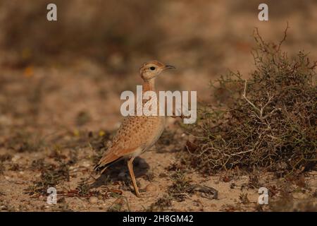 Dieser junge, cremefarbene Courser im halbwüchsigen Land auf Lanzarote war bei einer Familienparty auf Fütterung. Stockfoto