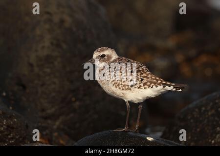 Ein paar Graupflüge überwintern im Vereinigten Königreich an Flussmündungen, andere ziehen so weit in den Süden wie Australien. Andere Winter auf den Kanarischen Inseln in typischen felsigen Gebieten. Stockfoto