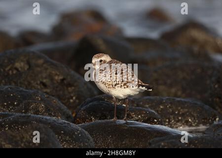 Ein paar Graupflüge überwintern im Vereinigten Königreich an Flussmündungen, andere ziehen so weit in den Süden wie Australien. Andere Winter auf den Kanarischen Inseln in typischen felsigen Gebieten. Stockfoto