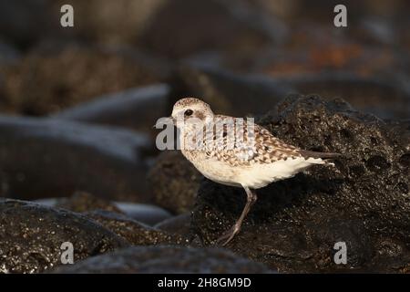 Ein paar Graupflüge überwintern im Vereinigten Königreich an Flussmündungen, andere ziehen so weit in den Süden wie Australien. Andere Winter auf den Kanarischen Inseln in typischen felsigen Gebieten. Stockfoto