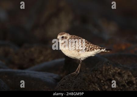 Ein paar Graupflüge überwintern im Vereinigten Königreich an Flussmündungen, andere ziehen so weit in den Süden wie Australien. Andere Winter auf den Kanarischen Inseln in typischen felsigen Gebieten. Stockfoto