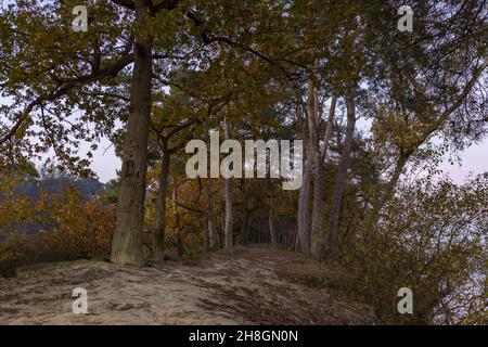 Autumn colors in enchanted forest Stockfoto