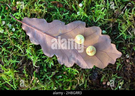 Oak Galls on a Fallen Oak Leaf, Teesdale, County Durham, Großbritannien Stockfoto