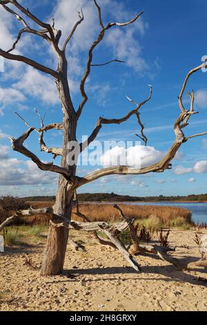 Toter verwitterter Baum am Strand von Covehithe in Suffolk, England. Stockfoto