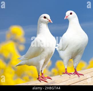 Schöne Ansicht von zwei weißen Tauben auf Barsch mit gelb blühenden Hintergrund, Kaisertaube, Ducula Stockfoto