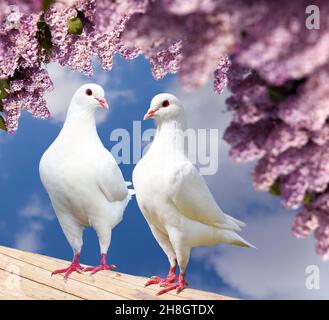 Schöne Ansicht von zwei weißen Tauben auf Barsch mit blühendem lila Baum Hintergrund, Kaisertaube, Ducula Stockfoto