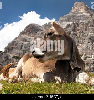 Kuh (bos Taurus) auf Berglage auf Wiese mit Glocke bei Monte Pelmo, Dolomiten, Italien Stockfoto