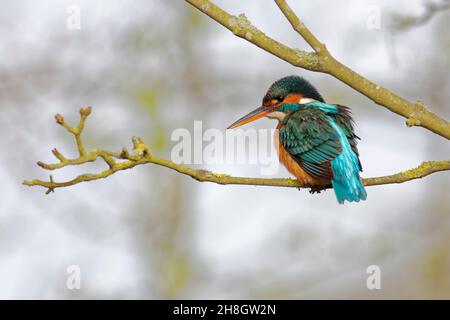 Kingfisher thronte auf einem Zweig auf der Jagd nach Nahrung. Stockfoto