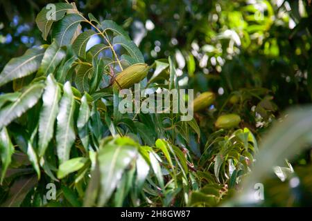 Die Frucht ist eine Pekannüsse auf einem Baum in grünem Laub. Stockfoto