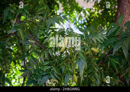 Die Frucht ist eine Pekannüsse auf einem Baum in grünem Laub. Stockfoto